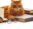 Katzen: Sechster Sinn oder Psychopath? Von "Matou" und was Michael Kohlmeier sonst noch so weiß ( Lizenzdoku: Adobe Stock- Africa Studio )