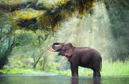Spaß für die ganze Familie: Theaterstück "Wie der Elefant zu seinem Rüssel (Foto: AdobeStock - goodze 108514919)