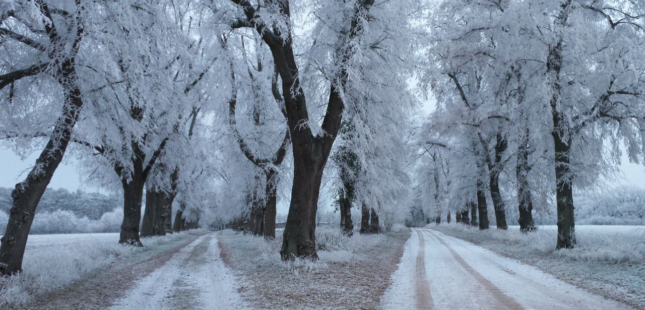 BUND kürt Linden-Allee östlich von Havelberg zur Allee des Jahres (Foto: Erik Peretzke)