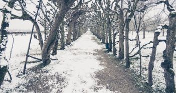 Stolanus Mayr: Ein Meister der Gartenkunst in Dachau (Foto: AdobeStock - Pabkov 217582088)